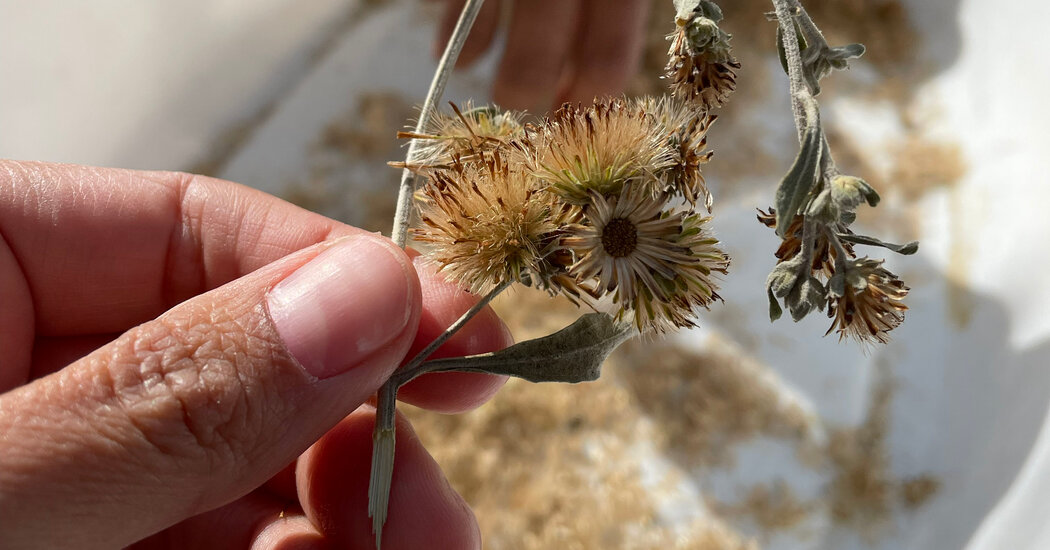 As the Eaton Fire Still Burns, Locals Gather Seeds to Regrow