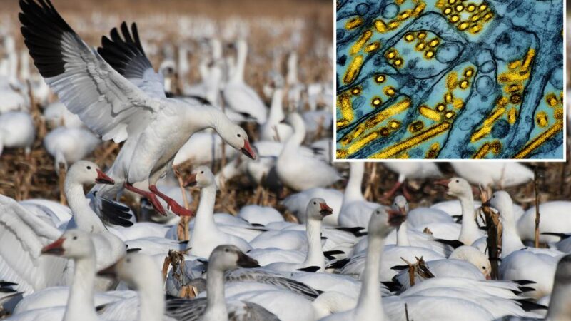 Bird flu wipes out 200 snow geese in Pennsylvania as expert fears ‘something worse is on the way’