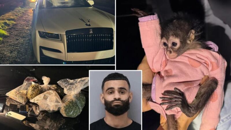 California police find spider monkey in front seat during DUI traffic stop