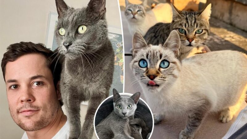 I couldn’t get 20 cats off my property — so I adopted them all