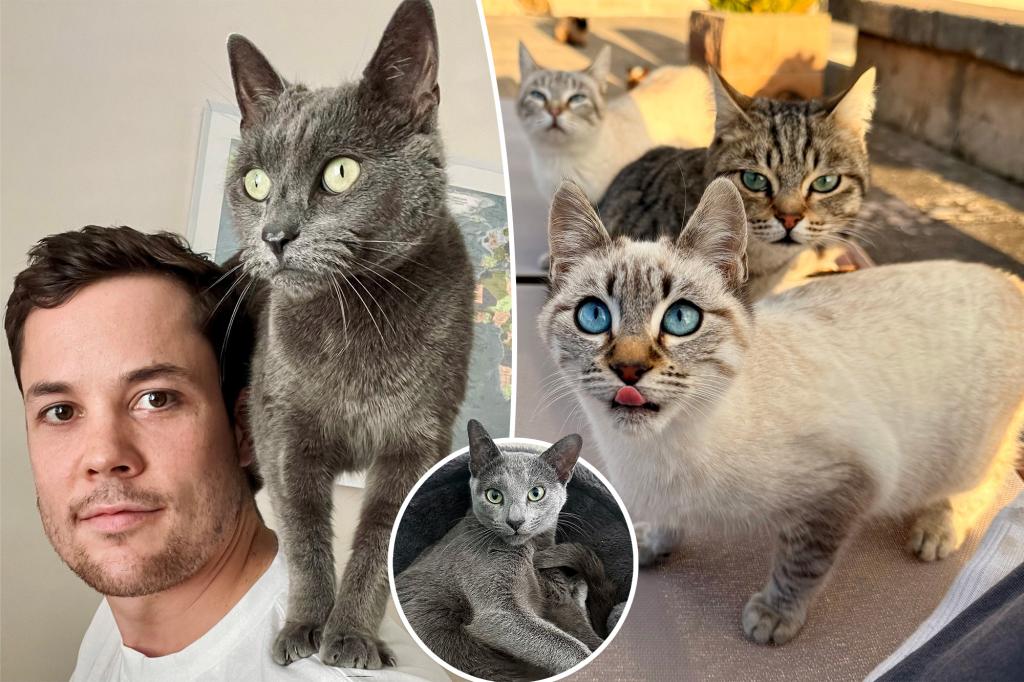 I couldn’t get 20 cats off my property — so I adopted them all