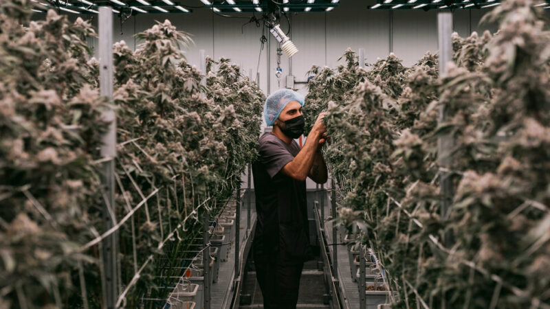 Inside the $32 Billion Industry Transforming Marijuana