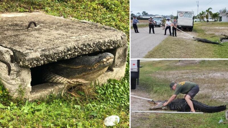 Massive alligator rescued from tiny Florida sewer