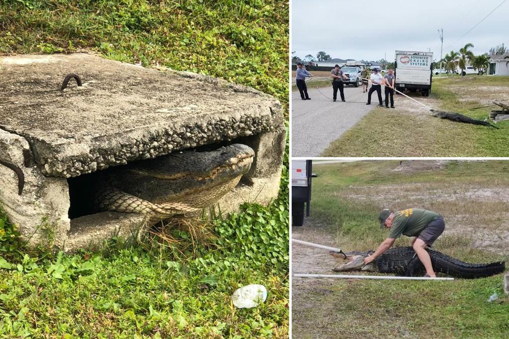 Massive alligator rescued from tiny Florida sewer