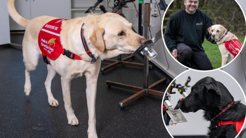 Meet the dogs being trained to sniff out bowel cancer