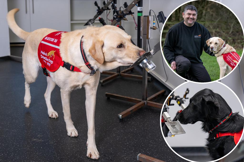 Meet the dogs being trained to sniff out bowel cancer