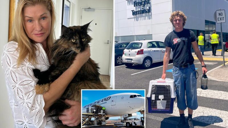 Mittens the cat makes several trips between New Zealand and Australia as family moves