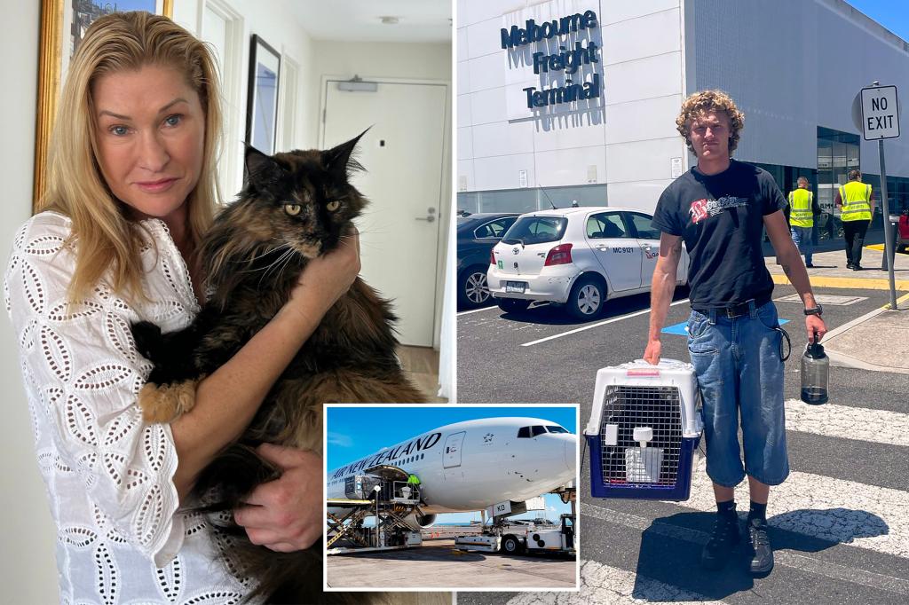 Mittens the cat makes several trips between New Zealand and Australia as family moves