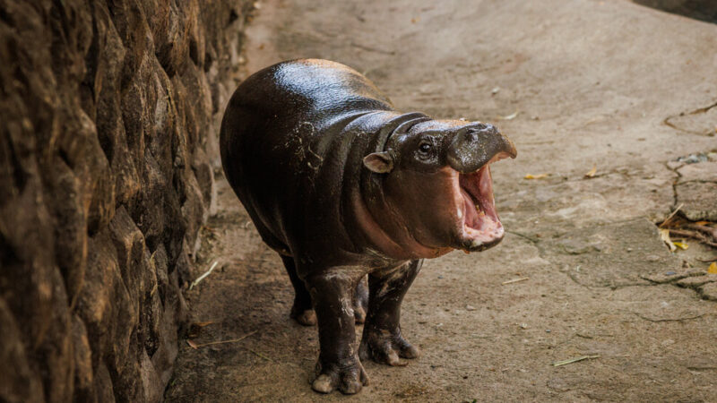 Moo Deng, the Toddler Hippopotamus, Still Has Star Power