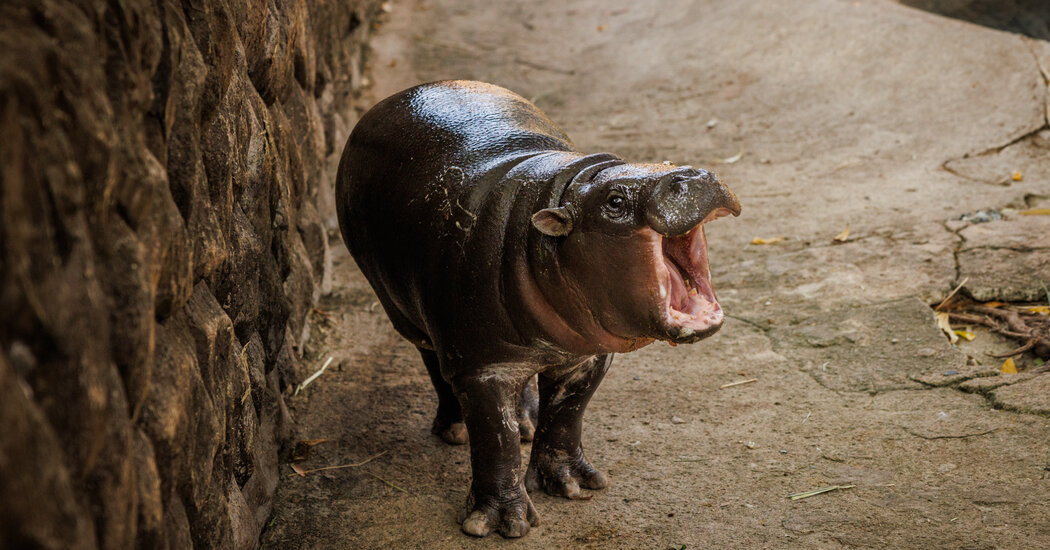 Moo Deng, the Toddler Hippopotamus, Still Has Star Power