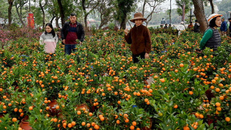 Typhoon Yagi Scrambles Vietnam’s Lunar New Year Tradition