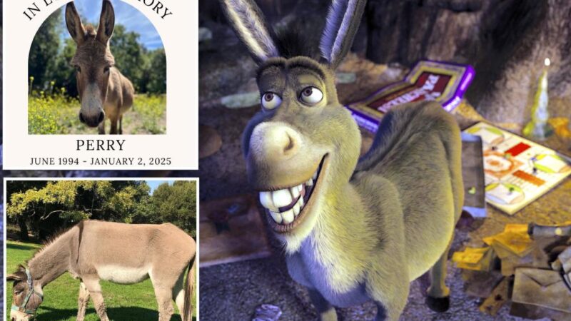 Donkey who inspired Eddie Murphy’s ‘Shrek’ character dies at 30