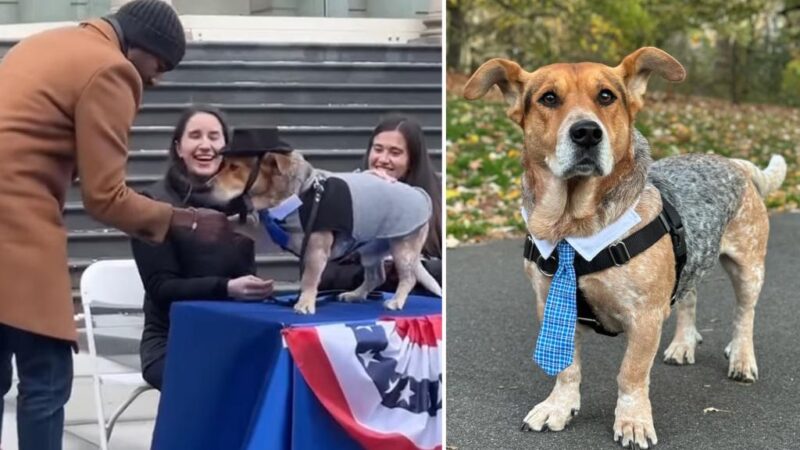 Simon the Basset cattle dog sworn in as second honorary dog mayor of NYC following chaotic election