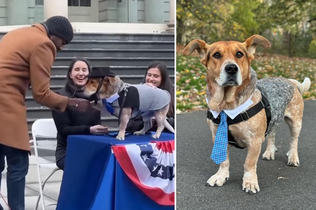 Simon the Basset cattle dog sworn in as second honorary dog mayor of NYC following chaotic election