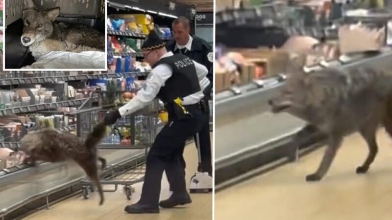 Wild coyote yanked from refrigerated section of Aldi supermarket in Chicago, shocking video shows