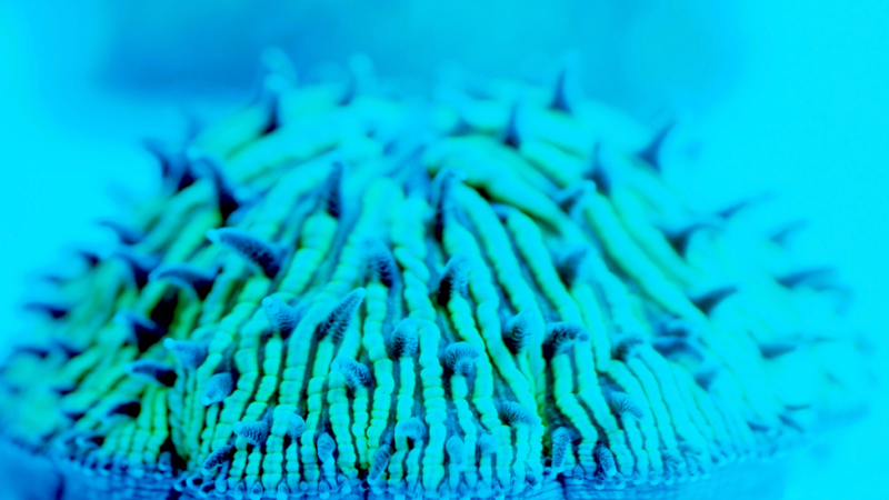 These Corals Are Made for Walking