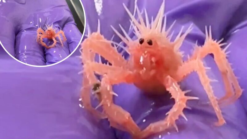 ‘Cutest crab in the world’ wins hearts on the internet