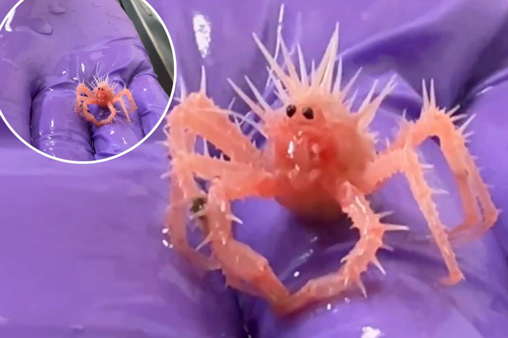 ‘Cutest crab in the world’ wins hearts on the internet