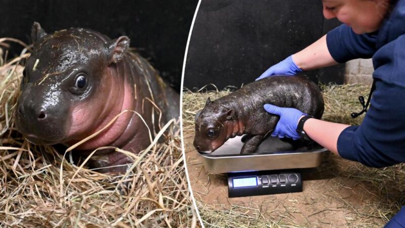 Move over, Moo Deng — a US zoo has named its adorable baby pygmy hippo