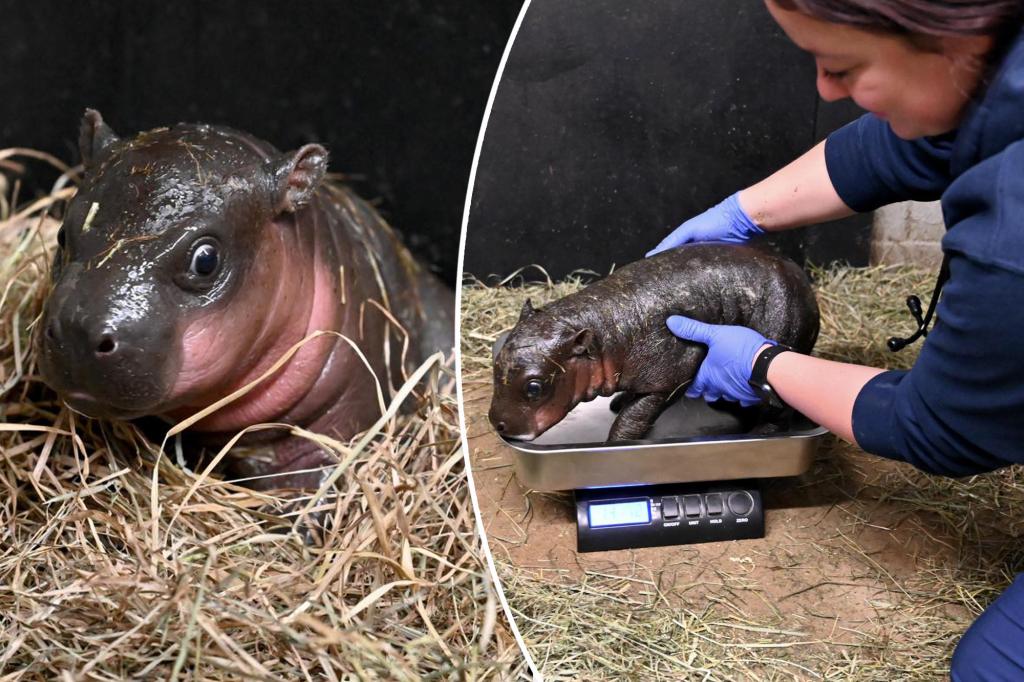 Move over, Moo Deng — a US zoo has named its adorable baby pygmy hippo