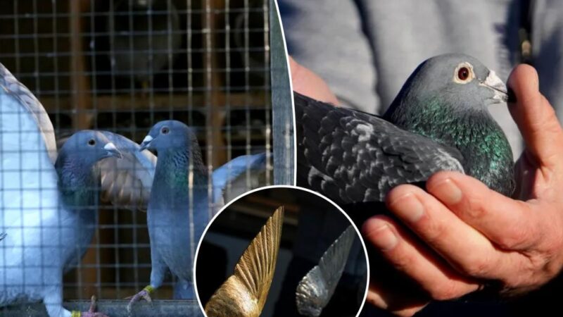 Prized pigeon racing birds worth hundred of thousands stolen with drones, lasers