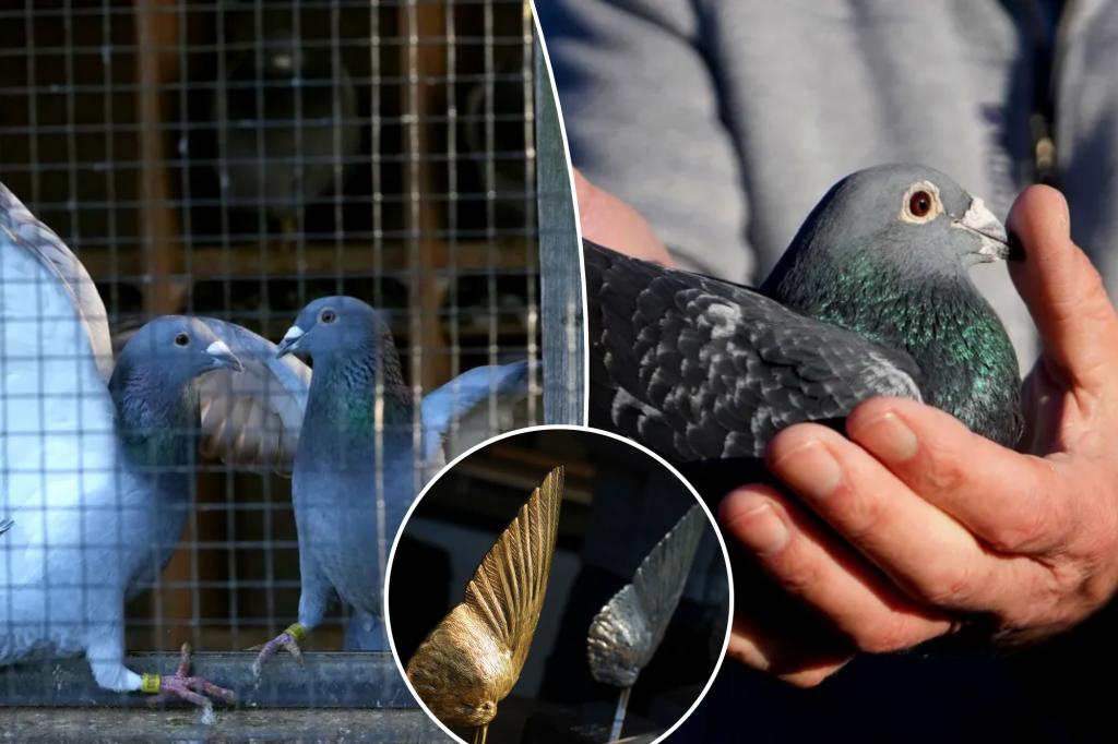 Prized pigeon racing birds worth hundred of thousands stolen with drones, lasers