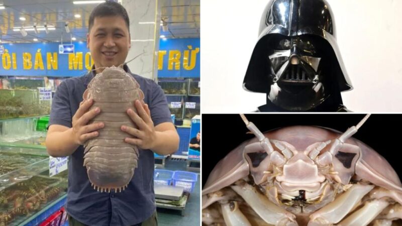 Massive new bug species is so horrifying, it’s been named after Darth Vader