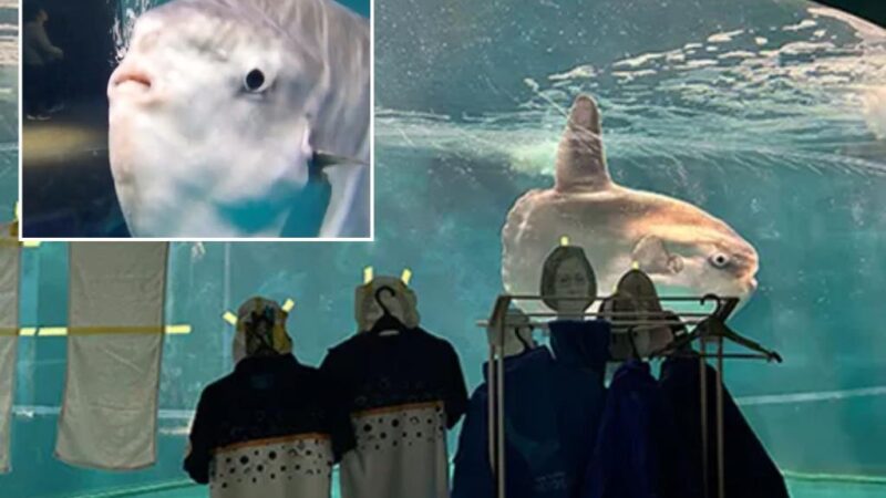 Japanese aquarium places cardboard cutouts of people near sunfish tank to cure its loneliness