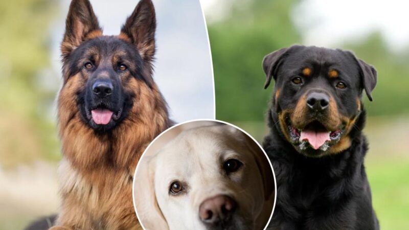 Dog trainer reveals the one breed that’s a ‘terrible’ choice for families: ‘Frenzied lunatics’