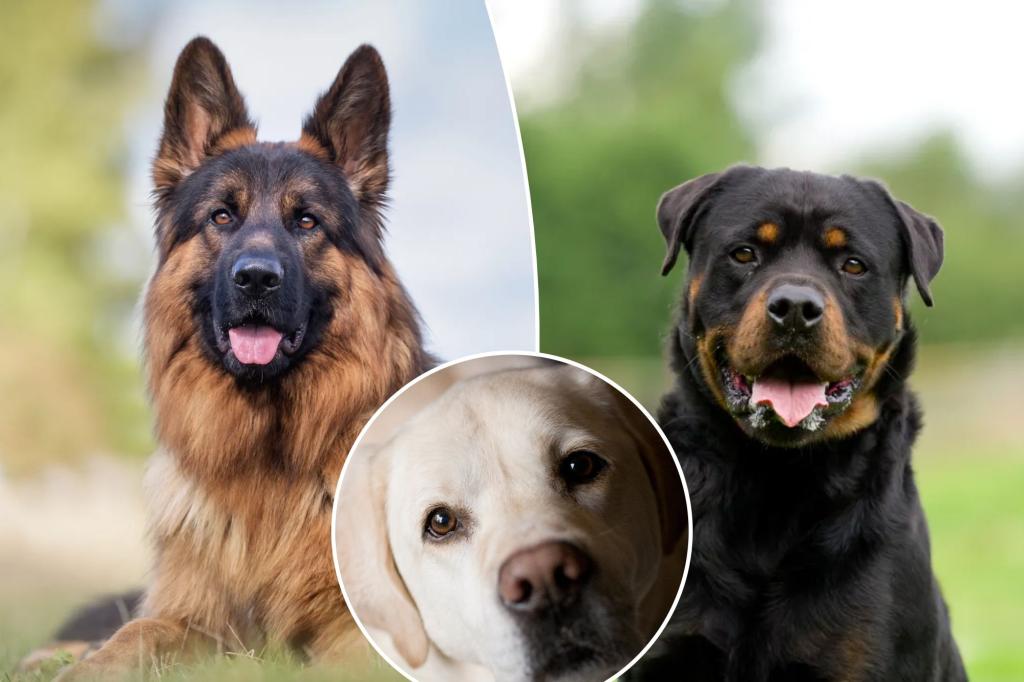 Dog trainer reveals the one breed that’s a ‘terrible’ choice for families: ‘Frenzied lunatics’