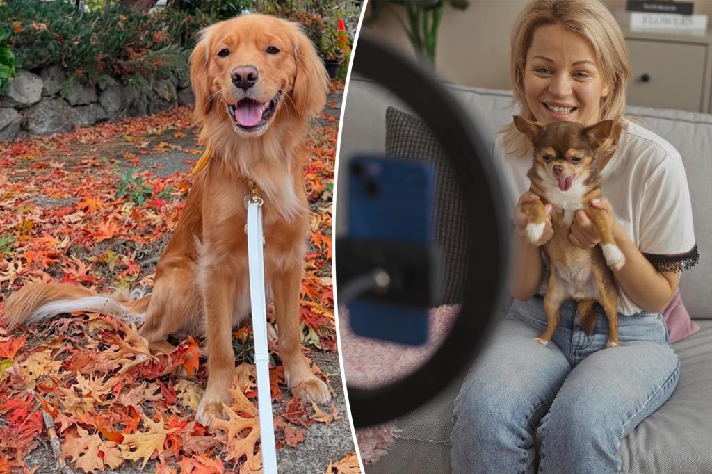 My dog rakes in big money on Instagram — many followers are surprised by how much