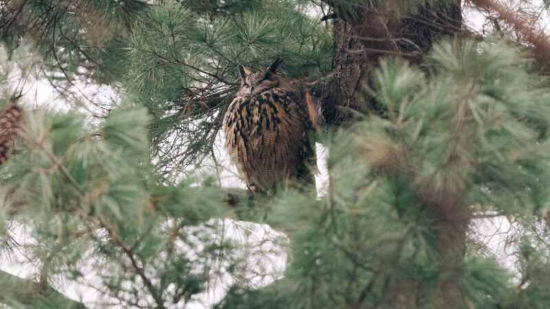 ‘The Year of Flaco’ Will Celebrate a Beloved Owl