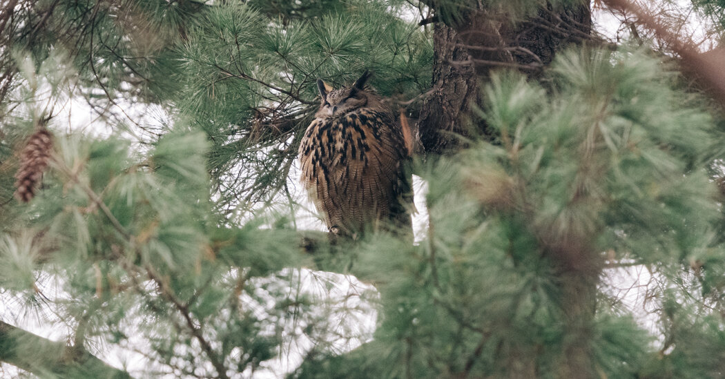 ‘The Year of Flaco’ Will Celebrate a Beloved Owl