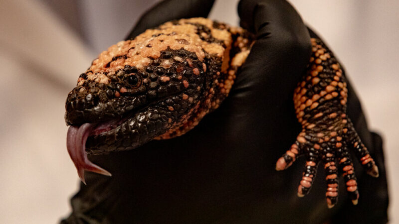 On a Mission to Heal Gila Monsters