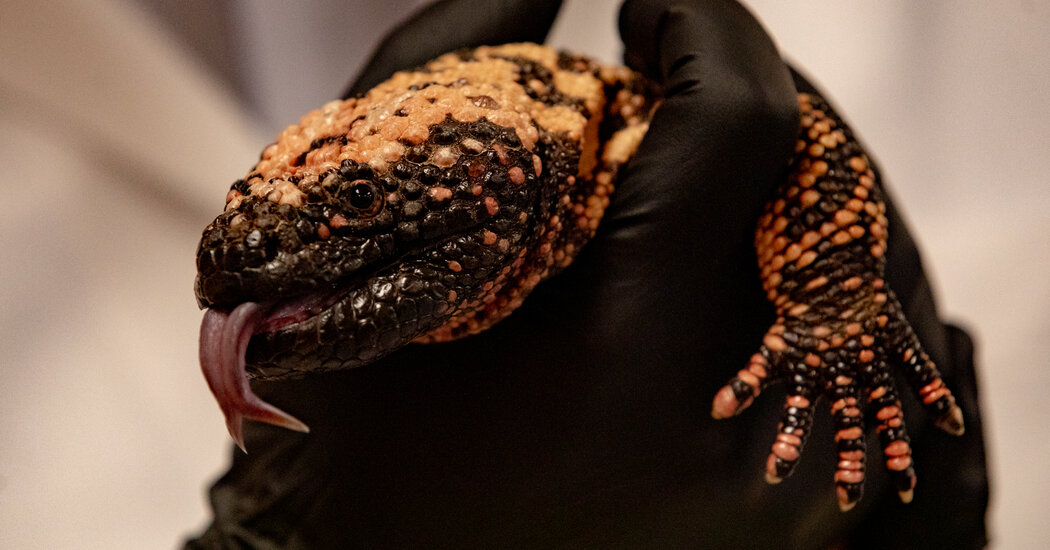 On a Mission to Heal Gila Monsters