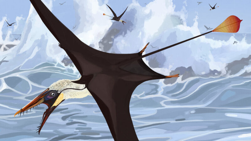 Lasers, Waffle Fries and the Secrets in Pterosaurs’ Tails