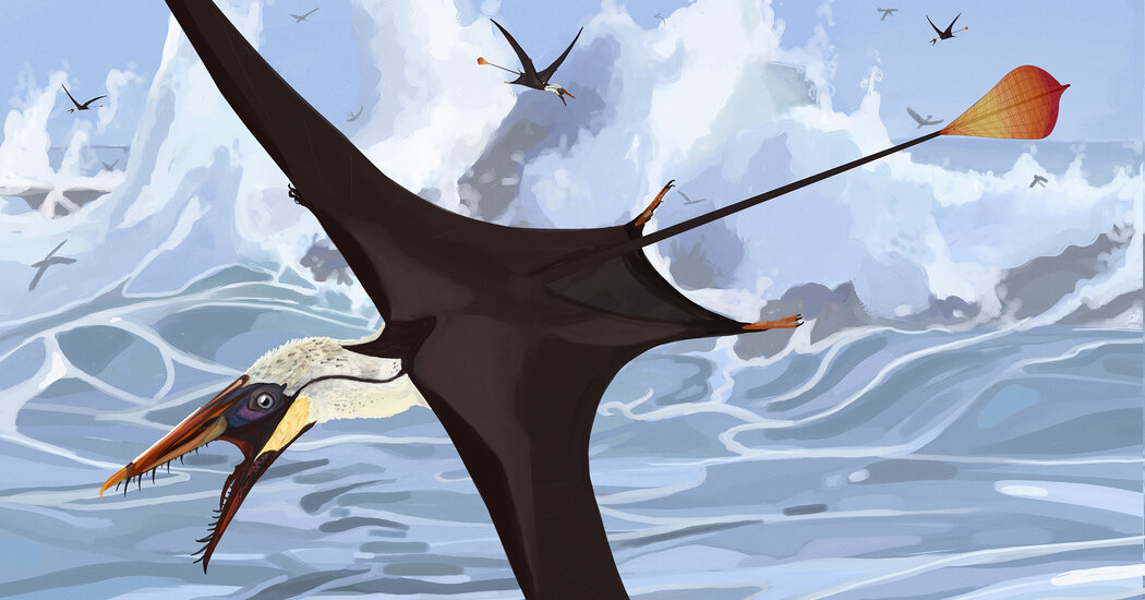 Lasers, Waffle Fries and the Secrets in Pterosaurs’ Tails