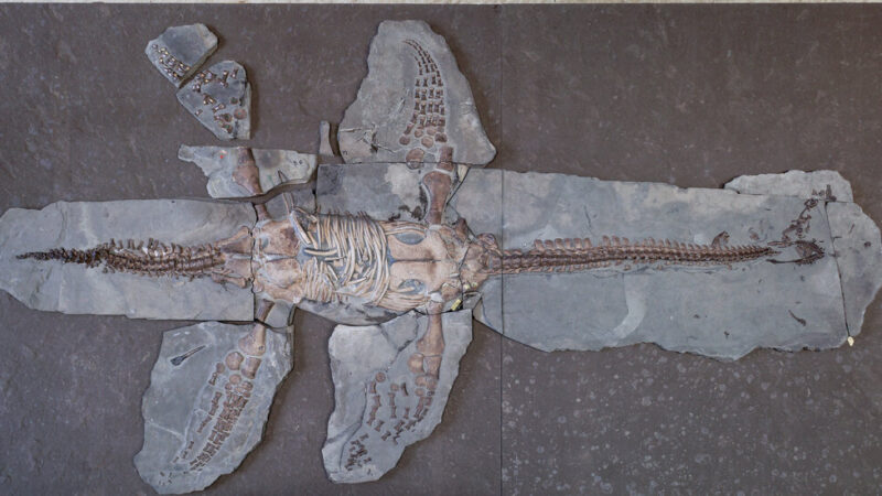 Plesiosaur Fossils Preserve Both Skin and Scales on Ancient Sea Monster