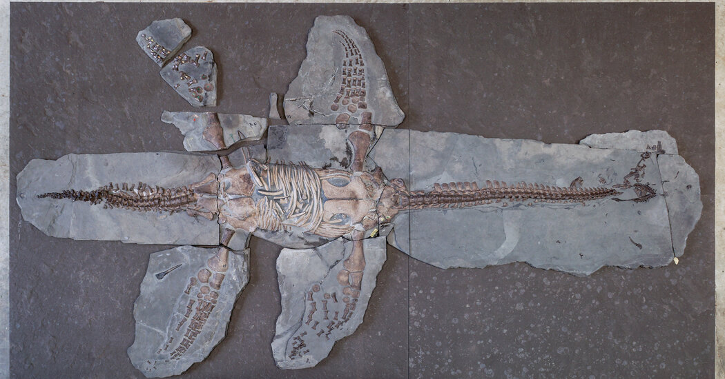 Plesiosaur Fossils Preserve Both Skin and Scales on Ancient Sea Monster