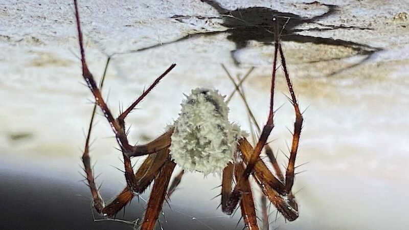 A Fungus That Turns Spiders Into Zombies Is a Discovery to Haunt Your Nightmares