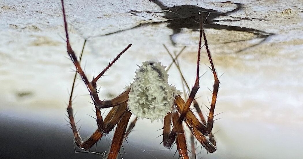 A Fungus That Turns Spiders Into Zombies Is a Discovery to Haunt Your Nightmares