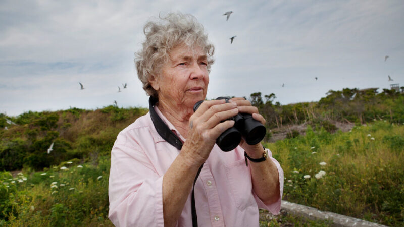 Helen Hays, Who Helped Bring Terns Back to Long Island Sound, Dies at 94