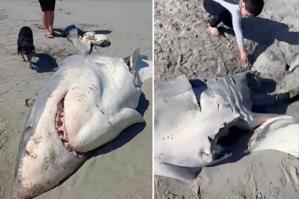 DNA reveals killers of great white shark found mangled