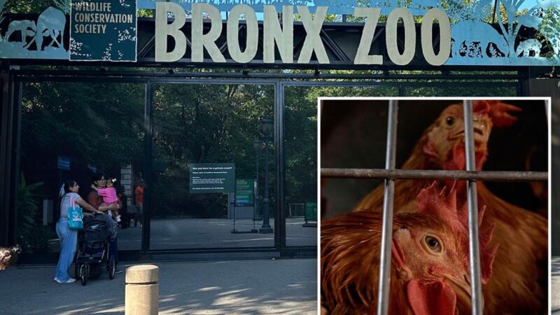 3 Queens Zoo birds dead from virus, 12 at Bronx Zoo being tested