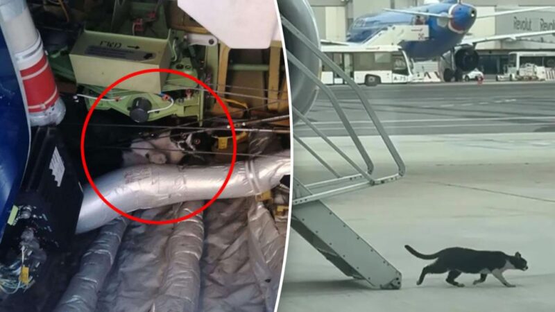 Flight canceled after cat hijacks plane’s electrical bay