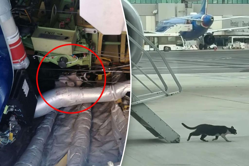 Flight canceled after cat hijacks plane’s electrical bay