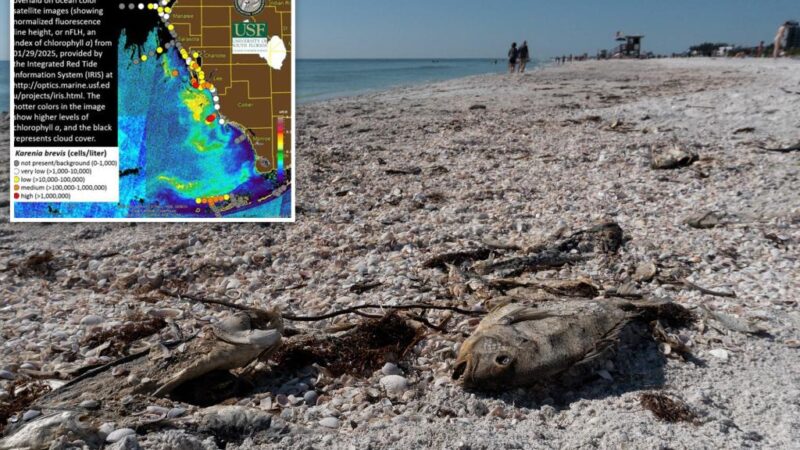 Red tide triggers health alerts along Florida’s Gulf Coast