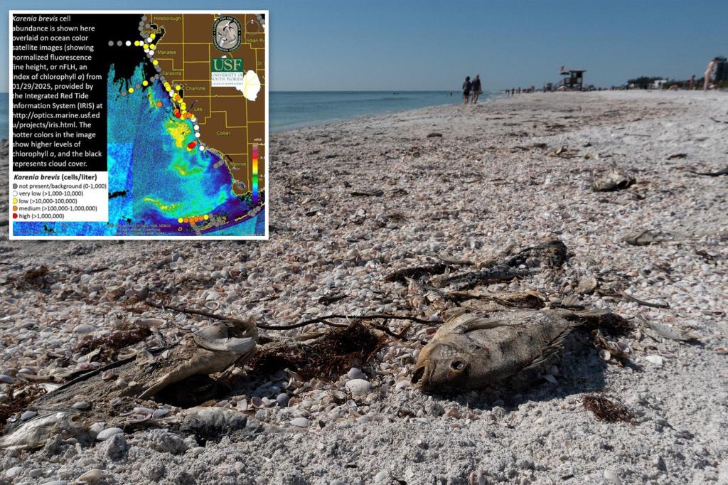 Red tide triggers health alerts along Florida’s Gulf Coast