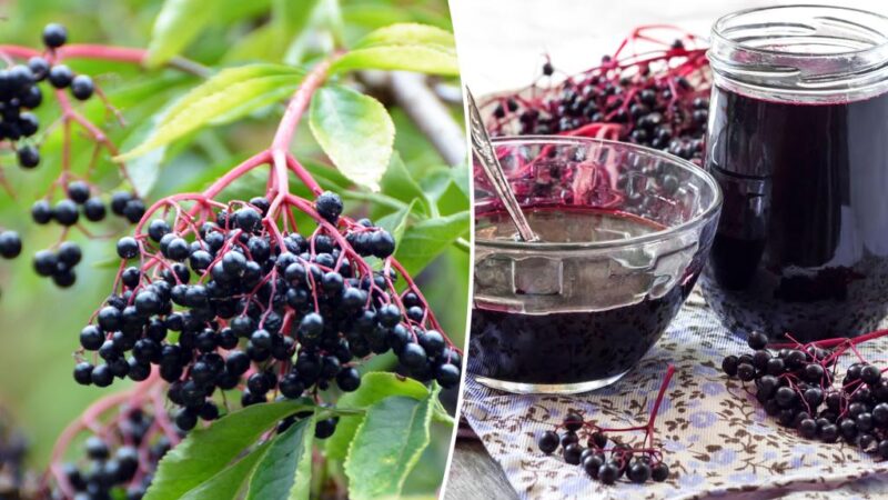 Does Elderberry really work as a natural cure for colds?