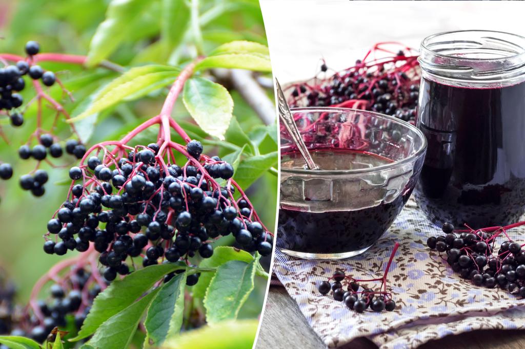 Does Elderberry really work as a natural cure for colds?